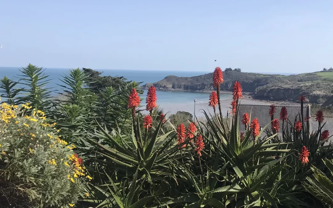Jardin exotique dans le Tregor