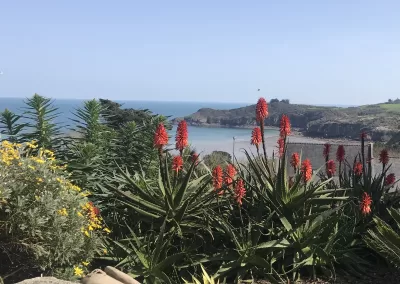Jardin exotique dans le Tregor